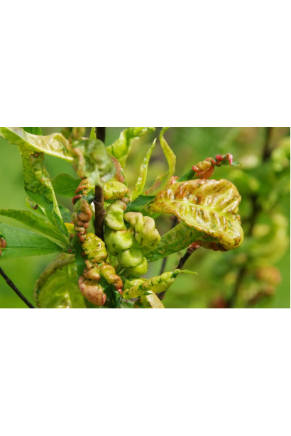 Кучерявість листя